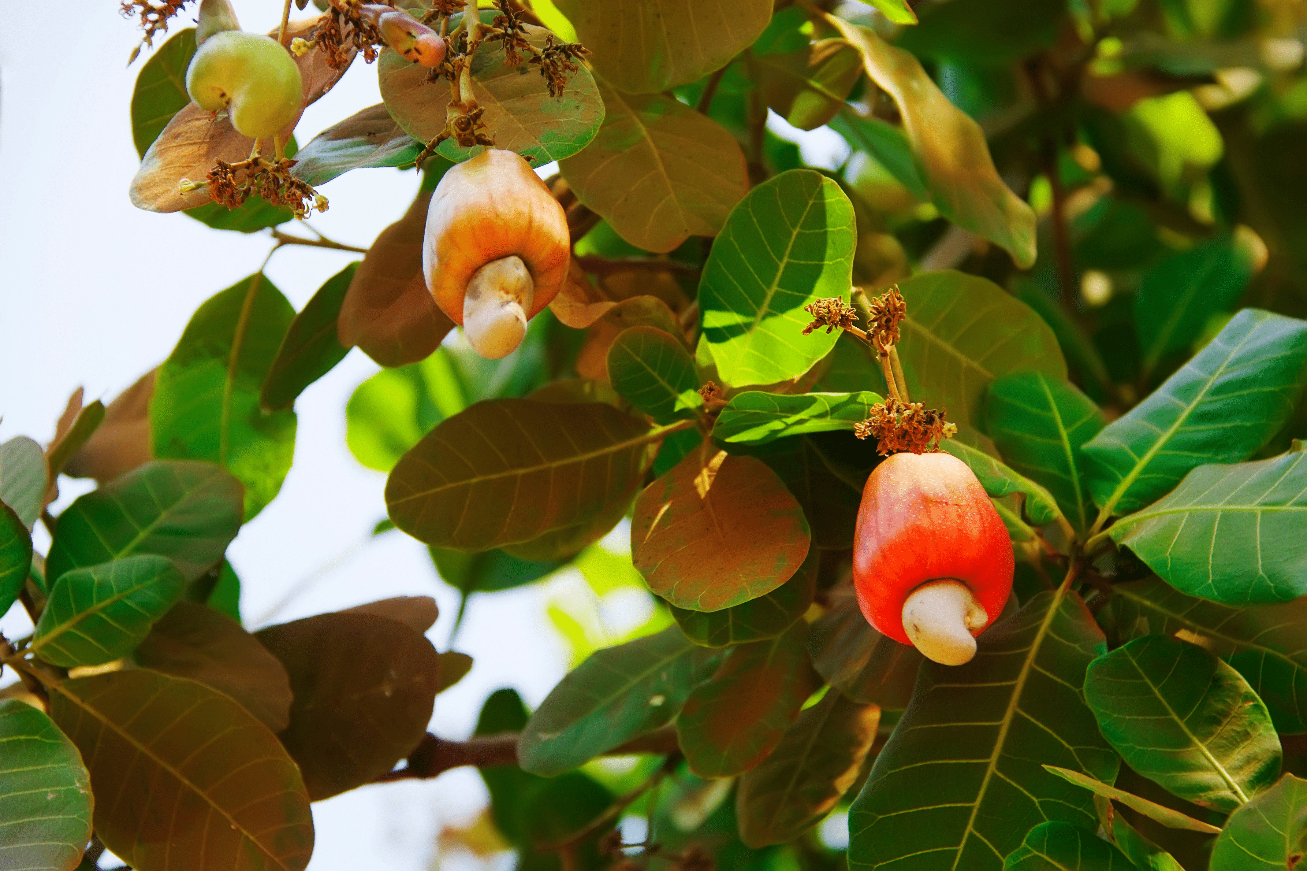 suppliers-of-cashew-kernel-ub-nuts